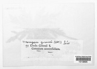 Uromyces geranii image